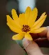 shallow focus photo of yellow flower